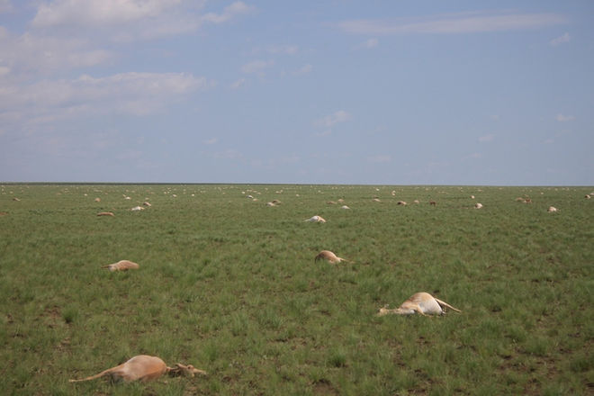 saiga die off.  Image credit Albert Salemgareyev